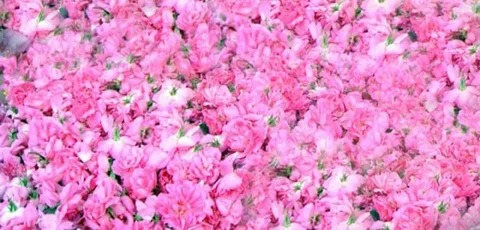 تصویر 3 از قیمت گل محمدی خشک خوش بو + خرید باور نکردنی